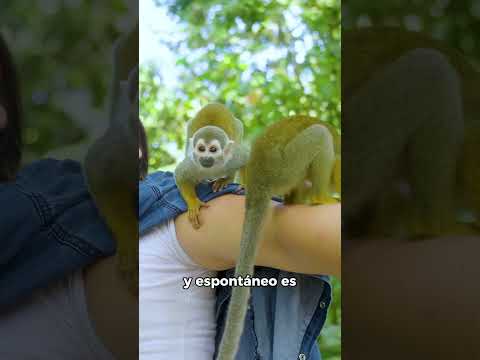 Encuentro con monos 😍 Tour a la Isla de los Micos Leticia 🌿🐒
