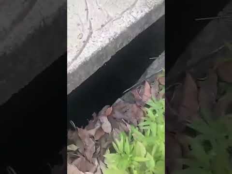 informações no vídeo Rio bananal