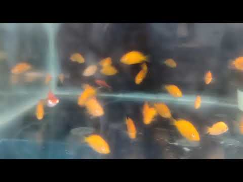 Piscicultura Bianco, Paicandu PR 