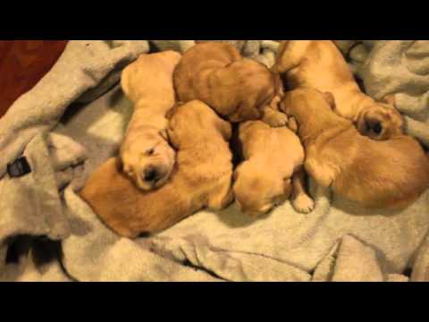 Kammy's Boys 2 weeks old