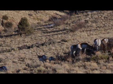 (Mini Clip) Antelope/Pronghorn grazing
