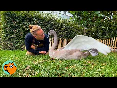 Baby Swan Grows Out to Become Man's Best Friend | Cuddle Buddies