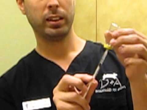 How to give your dog an allergy injection