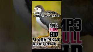 Download lagu Suara pikat burung ruak ruak ampuh dan jernih free download MP3 #mbakule88 #pikatmp3 #shorts mp3 Download lagu Suara pikat burung ruak ruak ampuh dan jernih free download MP3 #mbakule88 #pikatmp3 #shorts mp3