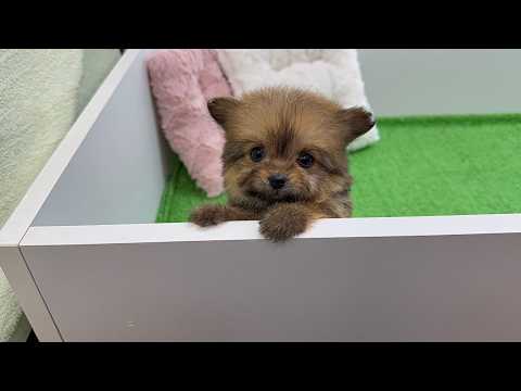 YouTube動画のサムネイル