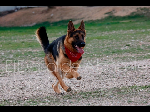 The dogs of Albacete now have dog parks to play in.