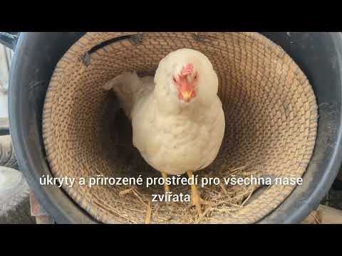 Pidifarma z lesa - společně budujeme bezpečné místo pro zvířata bez klecí