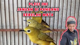 Download lagu This is the Flavus pleci mp3