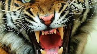 Download lagu Lagu sara sang putri aku dan kamu satu mp3