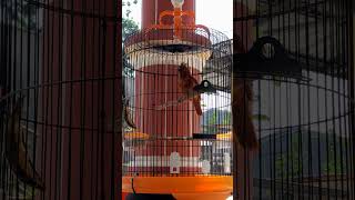 Download lagu Cucak Emas/Pitohui burung endemik Papua 🇮🇩 mp3