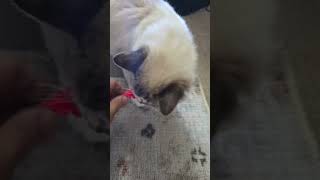 Strong personality (Shadow) #cat #kitten #cute #ragdolls #petlover #catlover #shorts