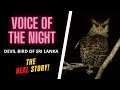 Voice Of The Night The Devil Bird Of Sri Lanka