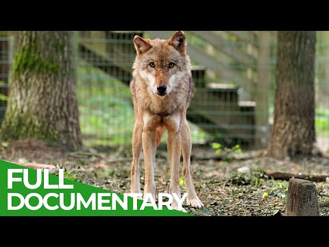 Dogs How the Wolf became Man's Best Friend