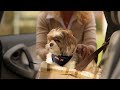 Видео о товаре Quilted Booster Seat, автосиденье для животных / PetSafe (США)