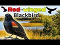 EVERYTHING you DIDN'T know about the Red-winged Blackbird