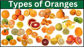 Types of Oranges | Explore 60 Orange Varieties Around the World