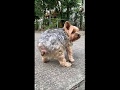 My Dog Shitting In Slow Motion