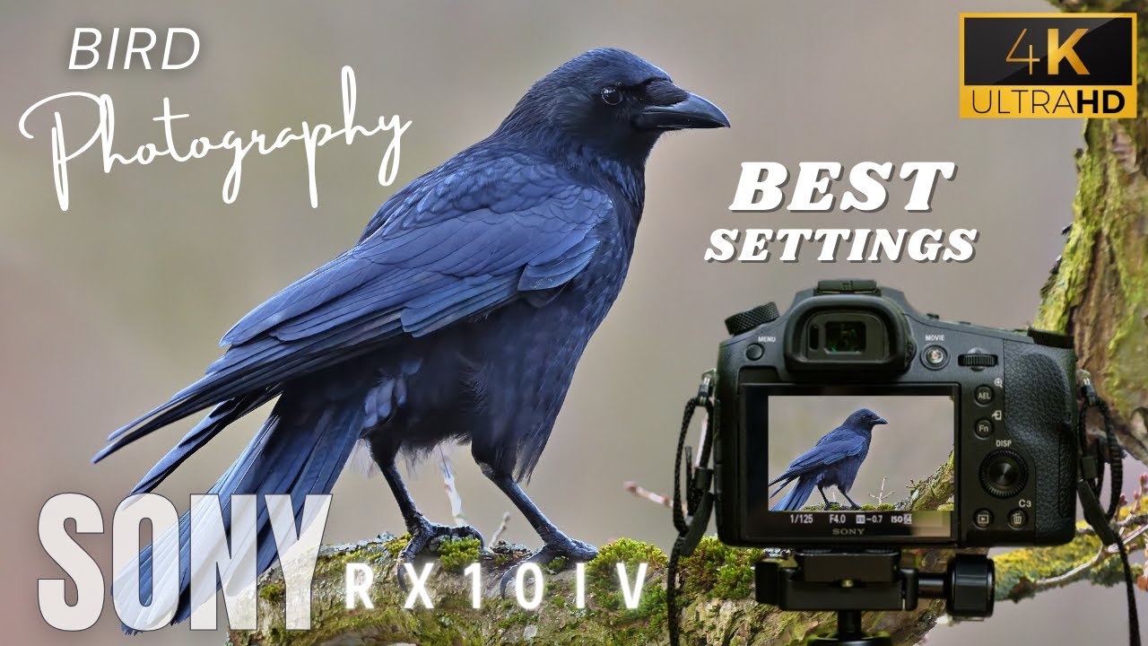 Sony Rx10 IV - Best Setting for Shooting wildlife & Bird Photography | Sony 24-600mm SUPER ZOOM
