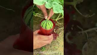 Download lagu Soak the melon with potion to prevent insects and ants from gnawing on it mp3