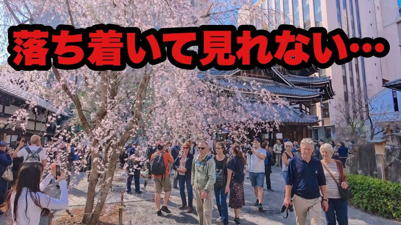 【4K】2026年3月22日（日）京都市内の桜、思ってたより静かじゃなかった｜六角堂
