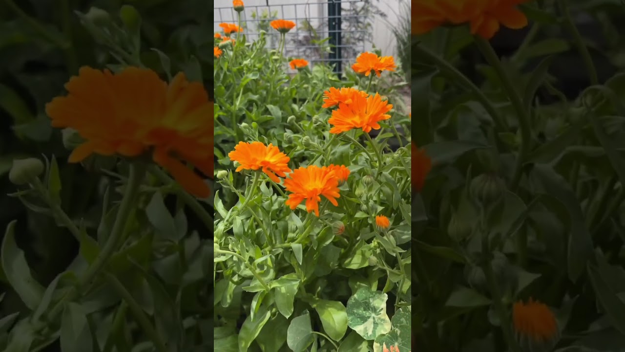 What is "Open-Pollinated"?