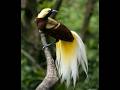 Lesser bird-of-paradise, #paradisaeaminor, #paradisaea, #bird, #birdlovers , #birdlove , #birdlife
