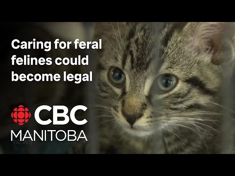 Caring for feral felines could become legal in Winnipeg if city adopts recommended bylaw changes