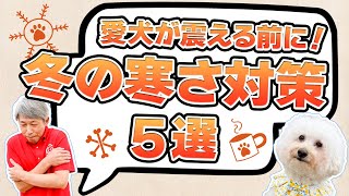 犬が冬に快適に過ごすコツ5選｜寒さに弱い犬のためのあったか対策🐾