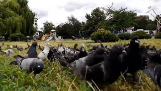 The Great Bird Uprising#bird enthusiasts