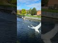 Flying Swans #youtubeshorts