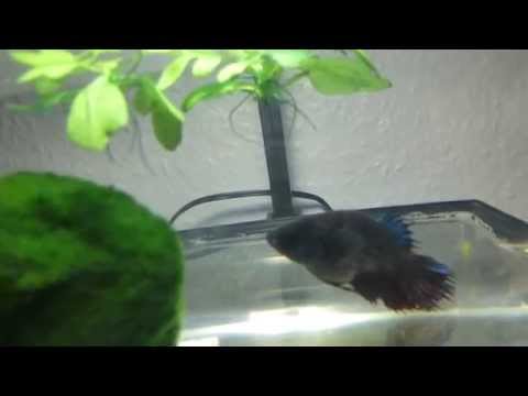 comment soigner ascite