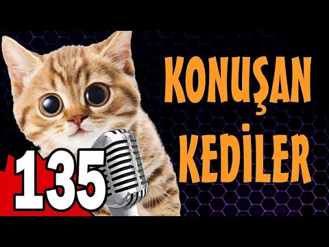 Konuşan Kediler 135 - En Komik Kedi Videoları | Pati TV