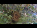 THE FARM MARKET BIRDIES PART 1 77 MINS OF BABY BIRDS