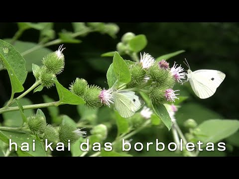Hai Kai das Borboletas (Official Video) Maria Rita Stumpf