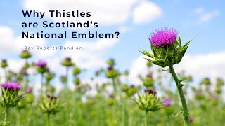 Why Thistles are Scotland‘s National Emblem? | Rev Roberts Pandian