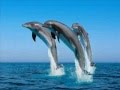 DANCE OF THE DOLPHIN (song) by Rich Clark (feat; 21/3; Dick Cunico, Chris Wojtecki, Chris Hartung)