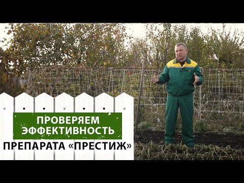 Проверка эффективности  препарата "Престиж" против колорадского жука