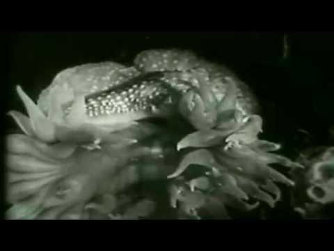 zota layer - wet resistance (unofficial)