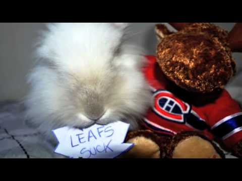 Puck the Bunny Predicts: Montreal Canadiens vs Toronto Maple Leafs