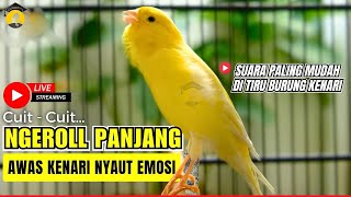 Download lagu 🛑 LIVE 🎥  KENARI GACOR PANJANG JUARA Roll EMOSI Cuit cuit AMPUH Pancingan Kenari Paud Bunyi Ngeriwik mp3