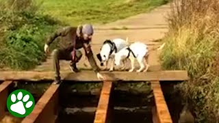 Puppy helps big brother cross bridge