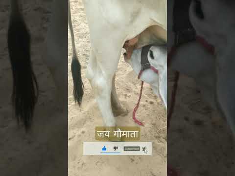 Download Gau Mata Ka Status.3gp .mp4  Codedwap