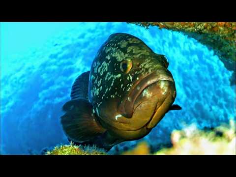 La Corse et les trésors des profondeurs marines