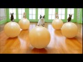 Cat Aerobics