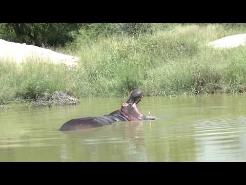 A rare sight – a rolling Hippopotamus!