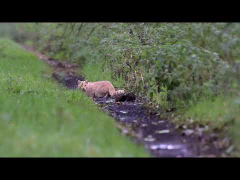 European polecat meets cat