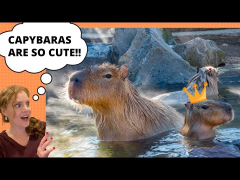 Capybara! Learn about Chispi from Encanto - for kids thumbnail