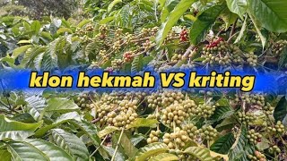 Download lagu klon hekmah VS kriting mp3
