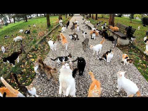 Street cats going crazy for the homemade ham.