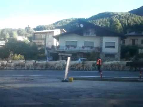 Mucche sulla statale a vernante